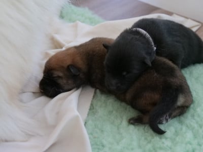 Les chiots de Eurasier