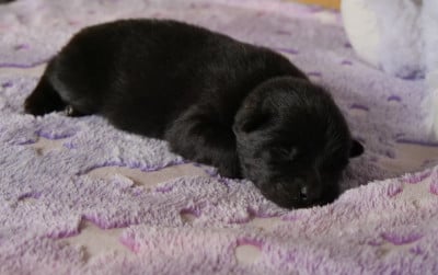 Les chiots de Eurasier