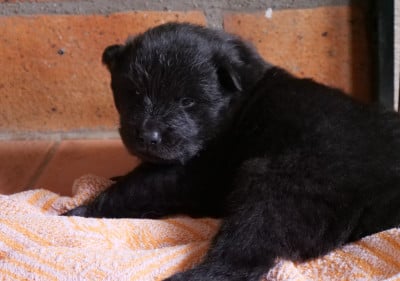 Les chiots de Eurasier