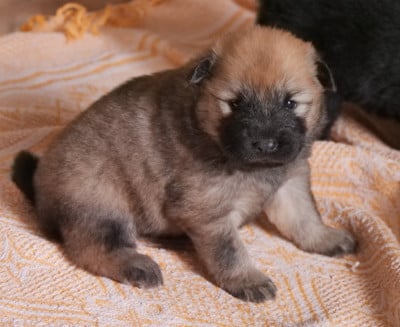 Les chiots de Eurasier