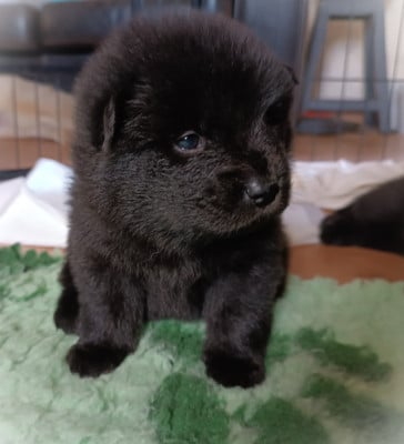Les chiots de Eurasier