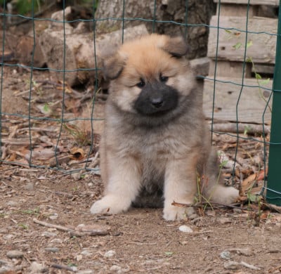 CHIOT 3- fauve - Eurasier