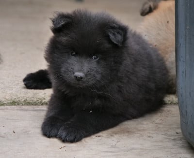 Les chiots de Eurasier