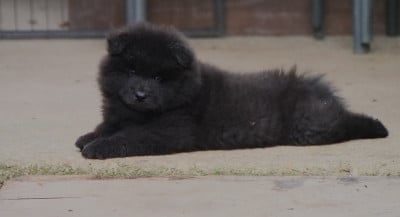 CHIOT 5- collier Vert - Eurasier