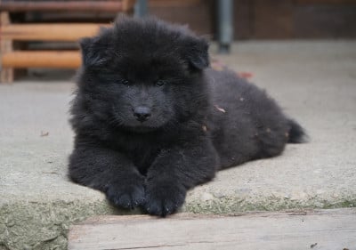 Les chiots de Eurasier