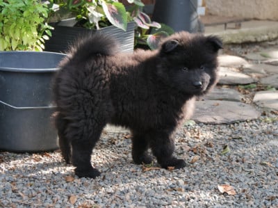 Les chiots de Eurasier