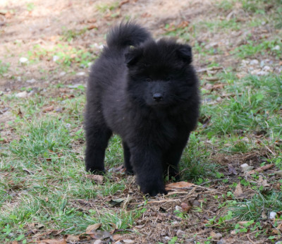 Les chiots de Eurasier