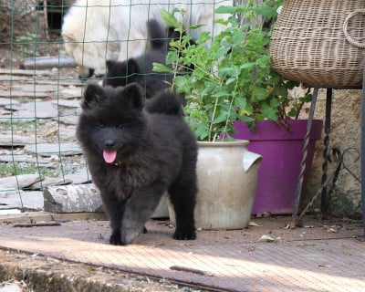 Les chiots de Eurasier