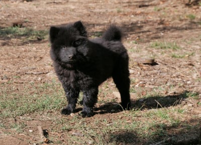 Les chiots de Eurasier