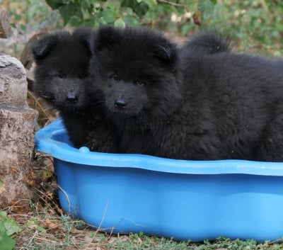 Les chiots de Eurasier