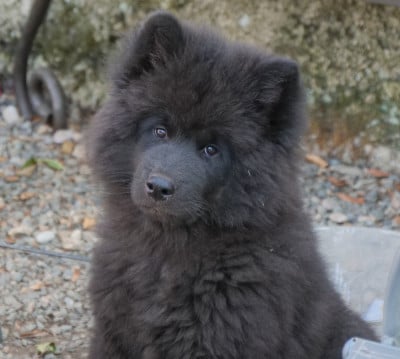 Eurasier
