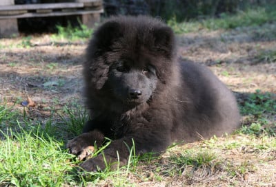 Les chiots de Eurasier