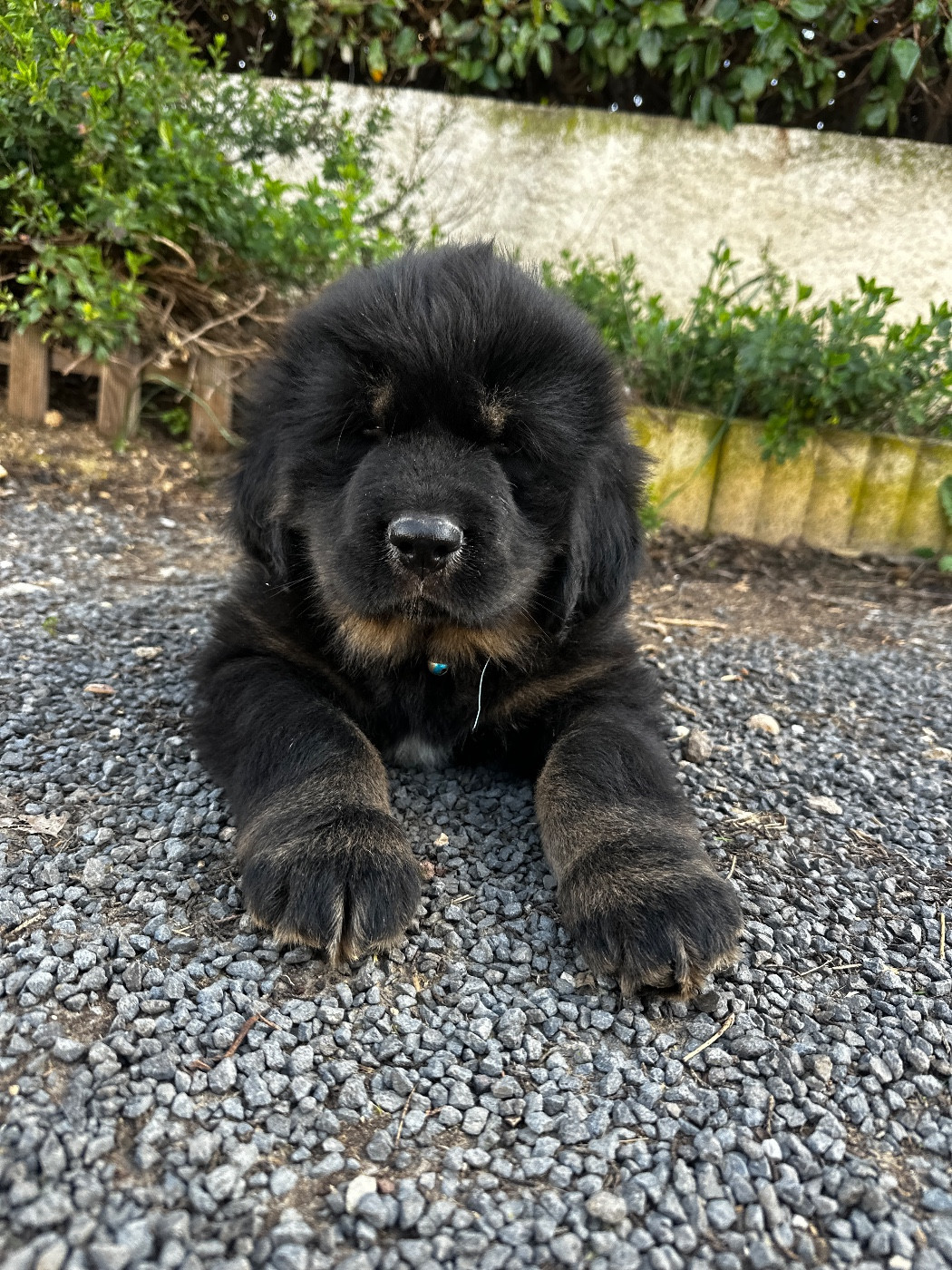 BUDDY - Dogue du Tibet