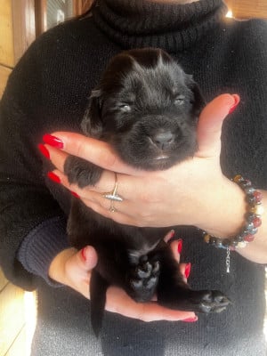 Les chiots de Dogue du Tibet