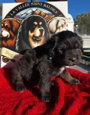 Les chiots de Dogue du Tibet