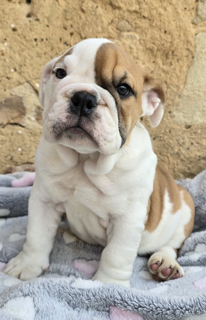 BE BOP A LULA - Bulldog Anglais