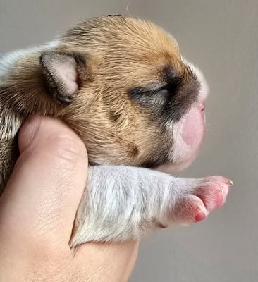 Les chiots de Bulldog Anglais