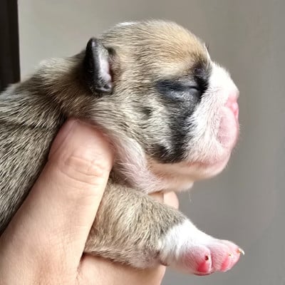 Les chiots de Bulldog Anglais