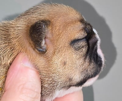 Les chiots de Bulldog Anglais