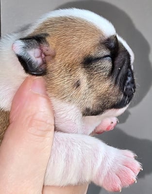 Les chiots de Bulldog Anglais