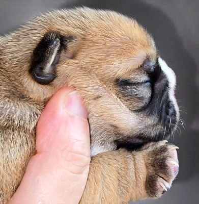 Les chiots de Bulldog Anglais