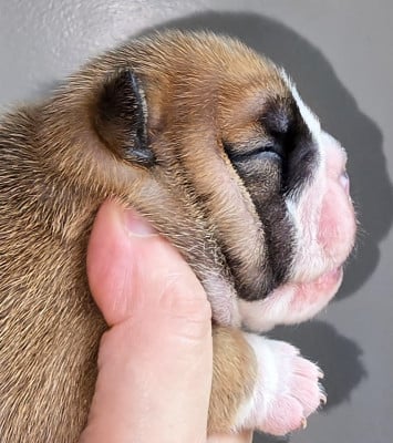 Les chiots de Bulldog Anglais