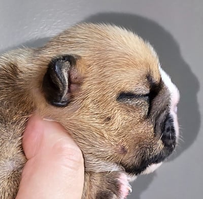 Les chiots de Bulldog Anglais