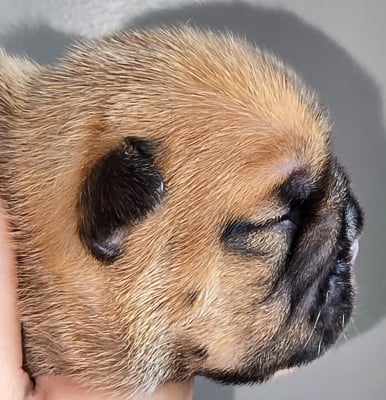 Les chiots de Bulldog Anglais