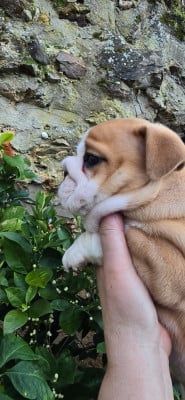 Les chiots de Bulldog Anglais