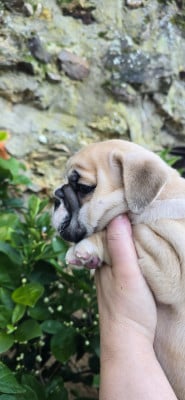 Les chiots de Bulldog Anglais
