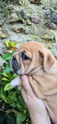 Les chiots de Bulldog Anglais