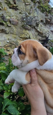 Les chiots de Bulldog Anglais