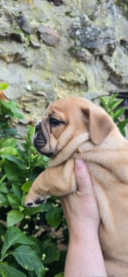 Les chiots de Bulldog Anglais