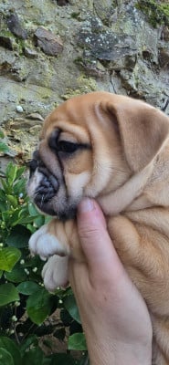 Les chiots de Bulldog Anglais