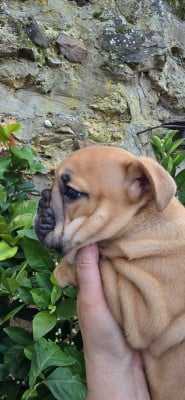 Les chiots de Bulldog Anglais