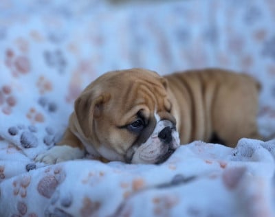 Les chiots de Bulldog Anglais