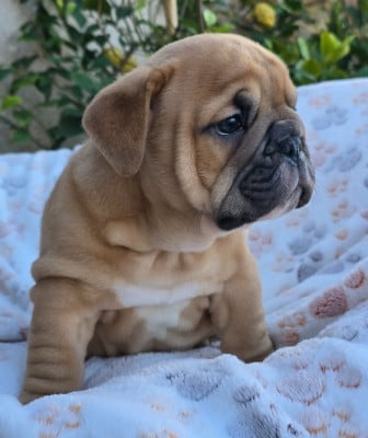 Les chiots de Bulldog Anglais