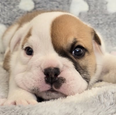 Les chiots de Bulldog Anglais