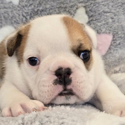 Les chiots de Bulldog Anglais