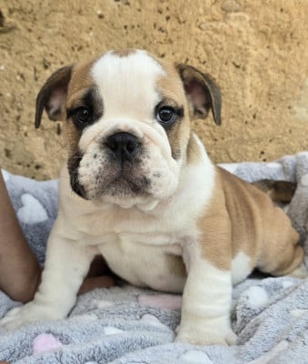 Les chiots de Bulldog Anglais