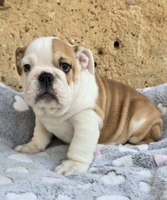 Les chiots de Bulldog Anglais