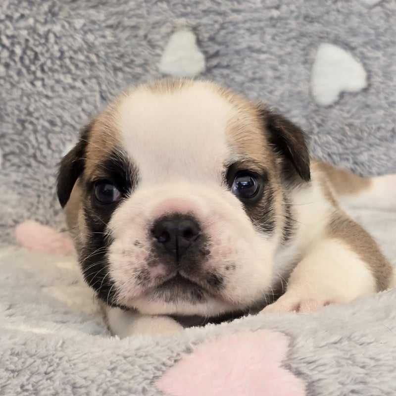Bulldog Anglais - Tark Bull