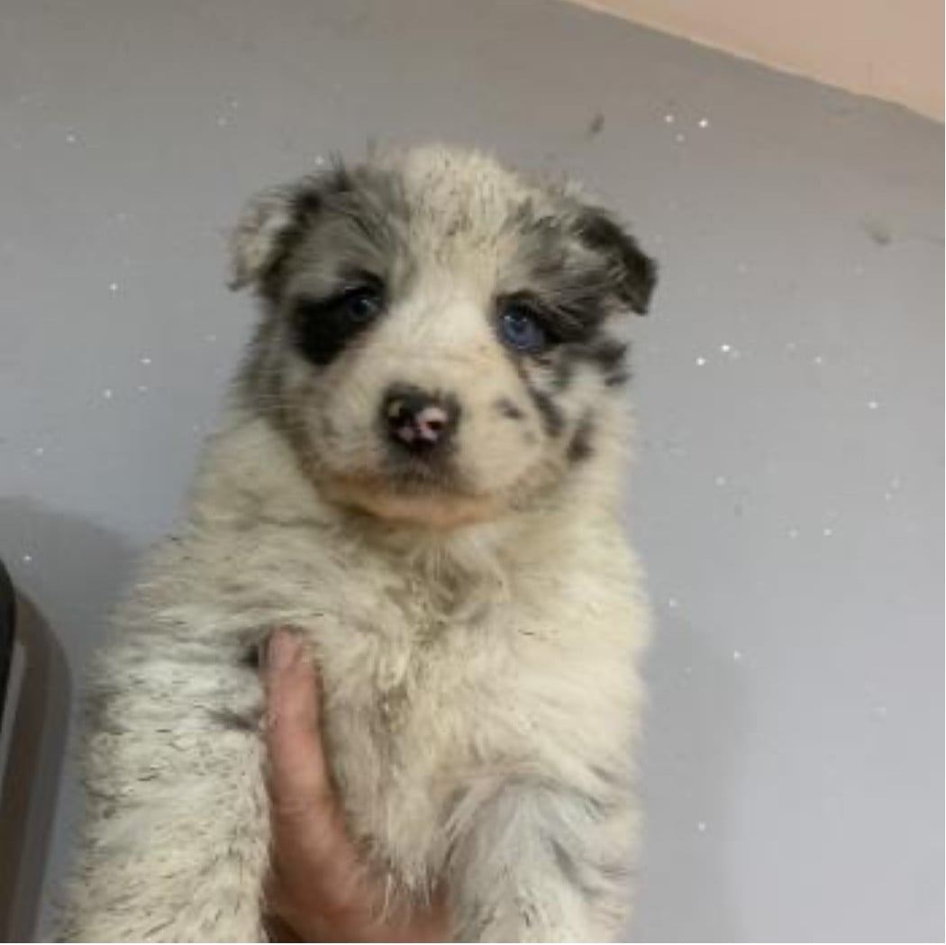 Femelle 1 - Berger Australien