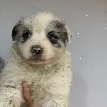 Femelle 2 - Berger Australien