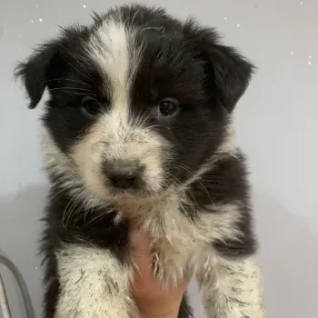 Femelle 3 - Berger Australien