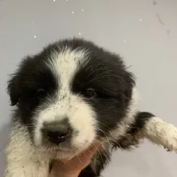 Femelle 4 - Berger Australien