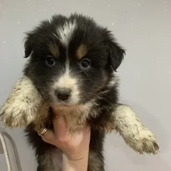 Femelle 5 - Berger Australien