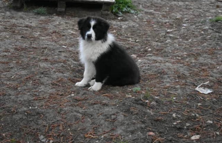 Femelle 3 - Berger Australien