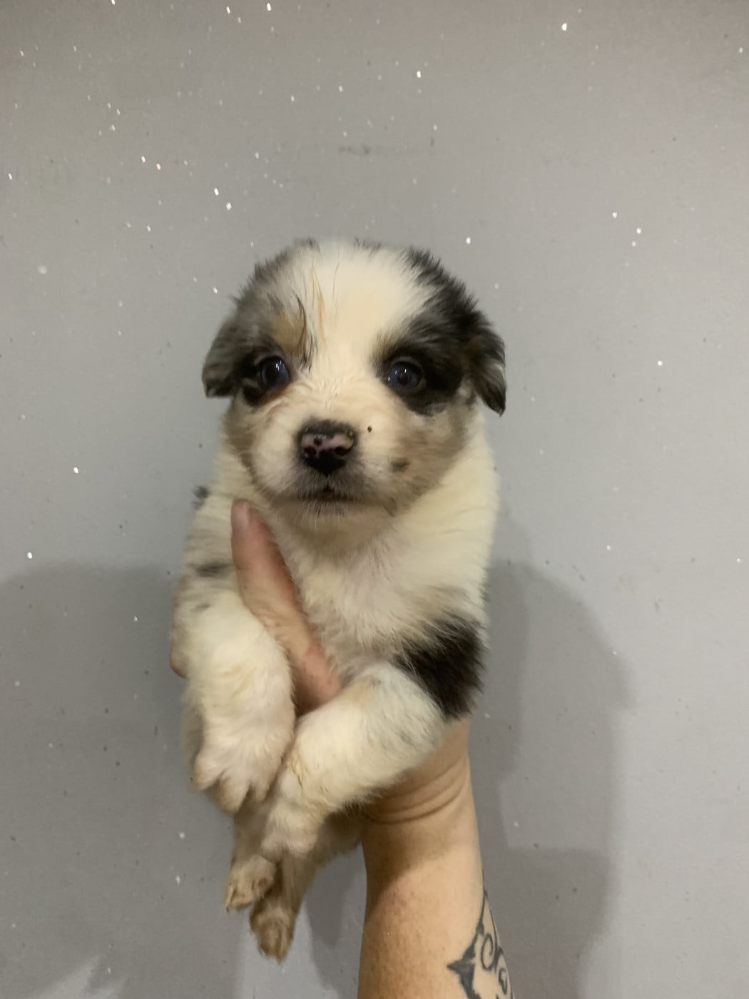 Chiot N°1 - Berger Australien