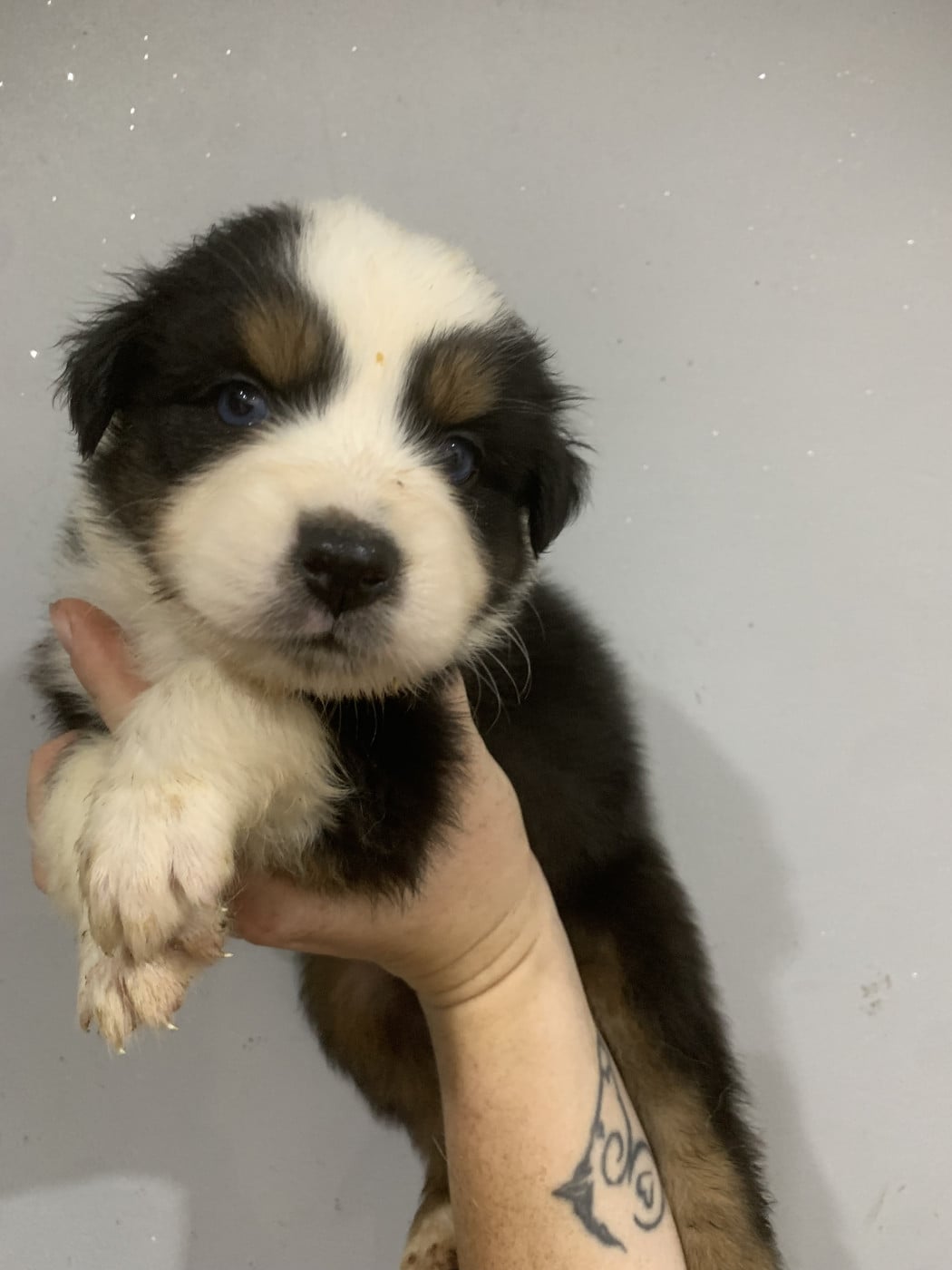 Chiot N°3 - Berger Australien
